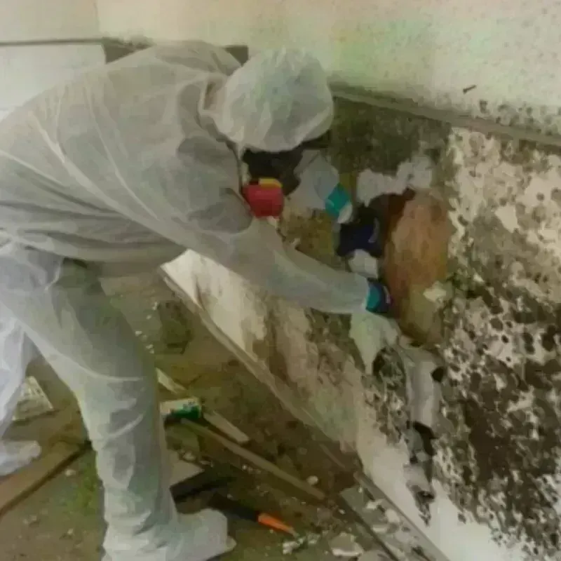 Mold Remediation and Removal in Galveston County, TX